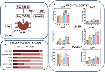 The Type of Fat in the Diet Influences the Behavior and the Relationship Between Cystinyl and Alanyl Aminopeptidase Activities in Frontal Cortex, Liver, and Plasma